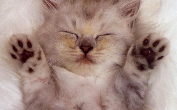 Sleep cat wallpaper HD.