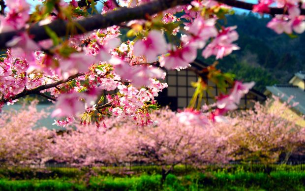 Spring Flower in japan