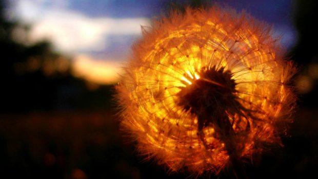 Sunset Behind a Dandelion Wallpaper Desktop.