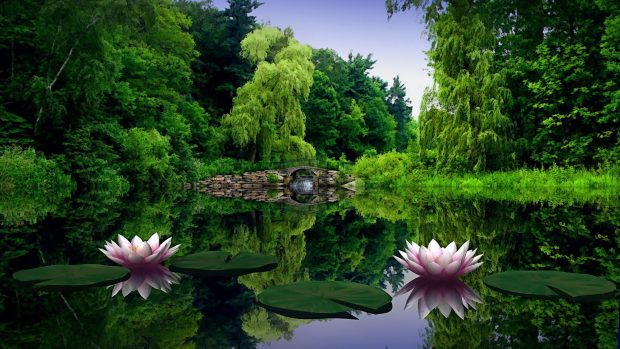 Wallpaper amazing lotus lake.