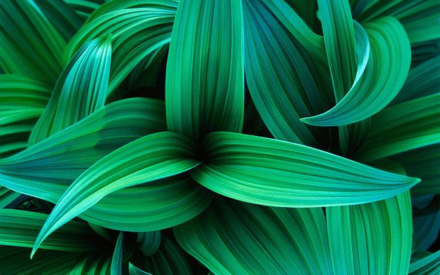 Wallpaper exotic green leaves.