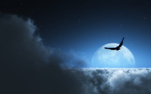 Wallpaper of Bird Flying Above the Clouds at Night.