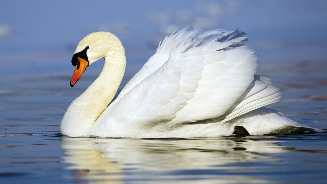 Animal Backgrounds - PixelsTalk