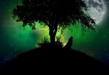 Wild life Wolf Desktop Backgrounds.