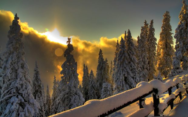 Winter Sun Widescreen Wallpaper.