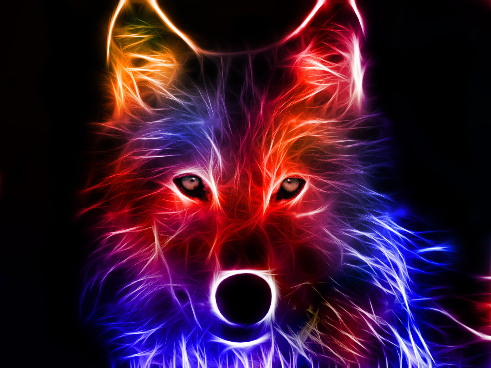 Wolf Wallpaper  HD  free download  PixelsTalk Net