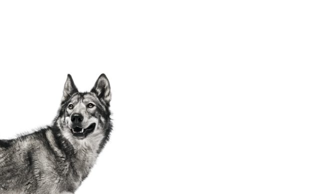 Wolf Desktop Backgrounds.