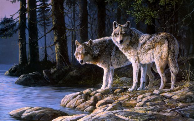 Wolf Wallpaper Nature Backgrounds.
