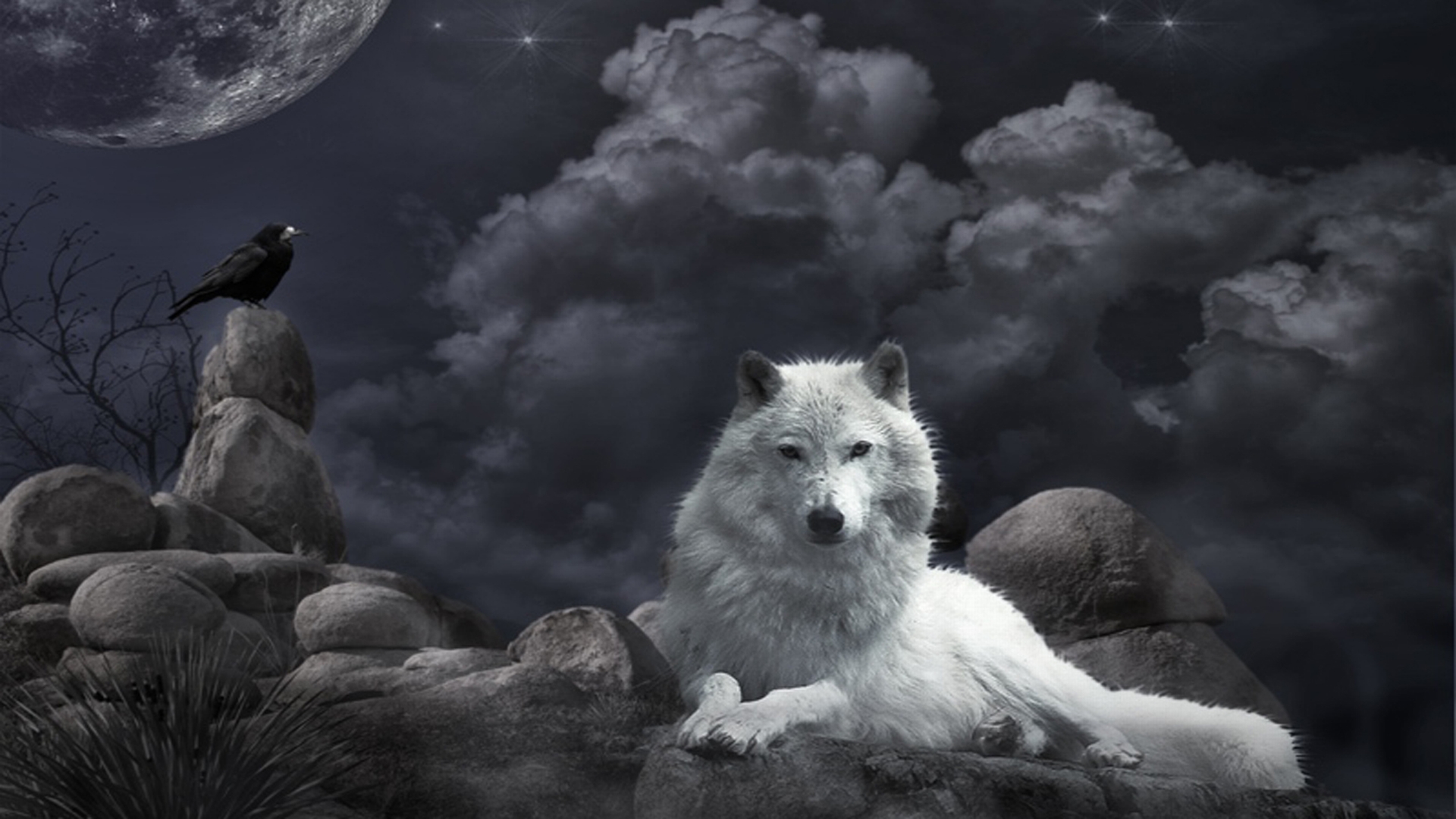 44 Black and White Wolf Wallpaper  WallpaperSafari