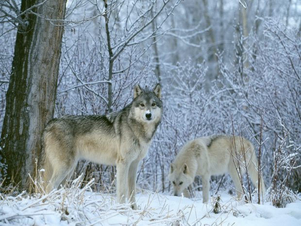 Wolf Wallpaper in Winter.