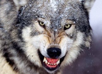 Wolf Wild Animal Wallpaper.