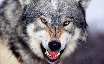 Wolf Wild Animal Wallpaper.