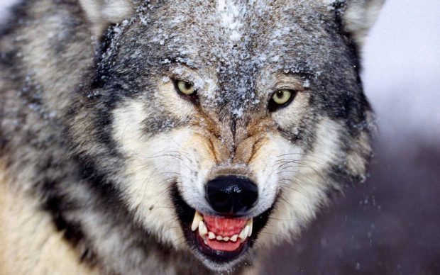Wolf Wild Animal Wallpaper.