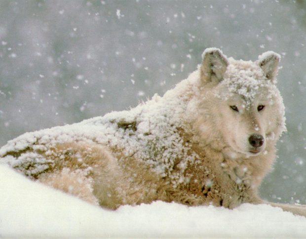 Wolf and Snow HD Wallpaper.