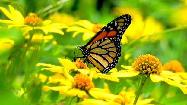 Yellow flowers and a butterfly.