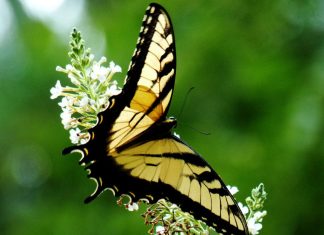 Yellow monarch butterfly wallpaper 1920x1080.