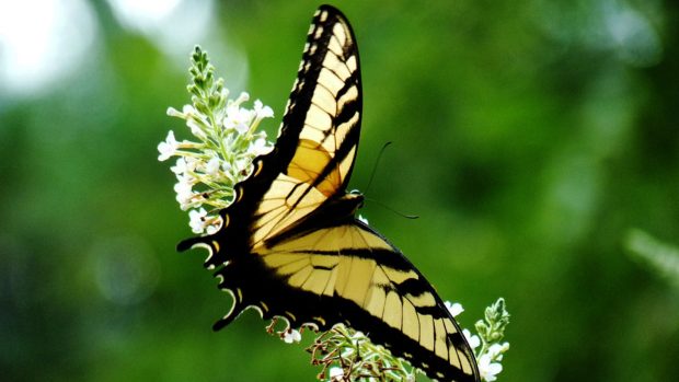 Yellow monarch butterfly wallpaper 1920x1080.