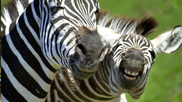 Zebras African Animals Wallpaper.