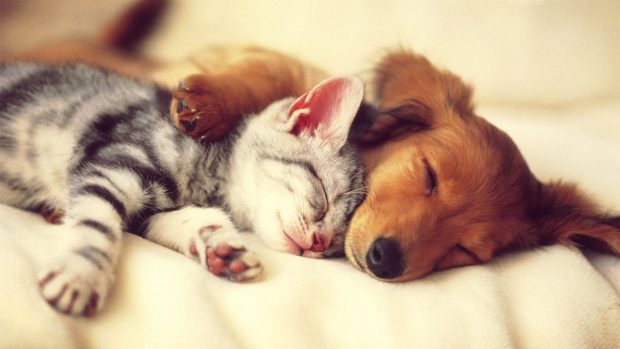 cute cat and dog sleep wallpaper.