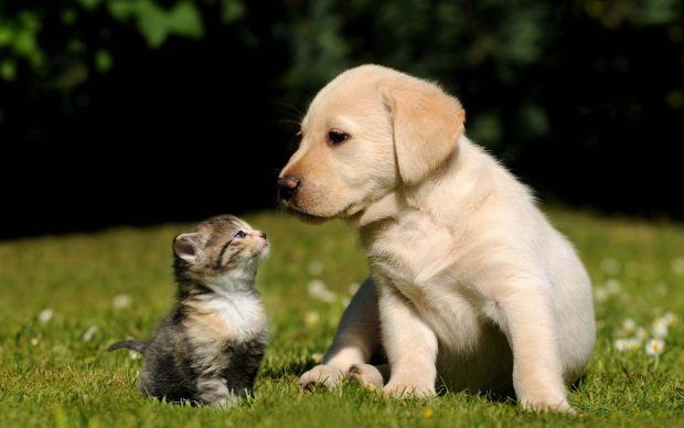 cute dog and cat sitting wallpaper.