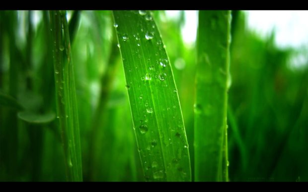 green grass hd desktop wallpaper rain.