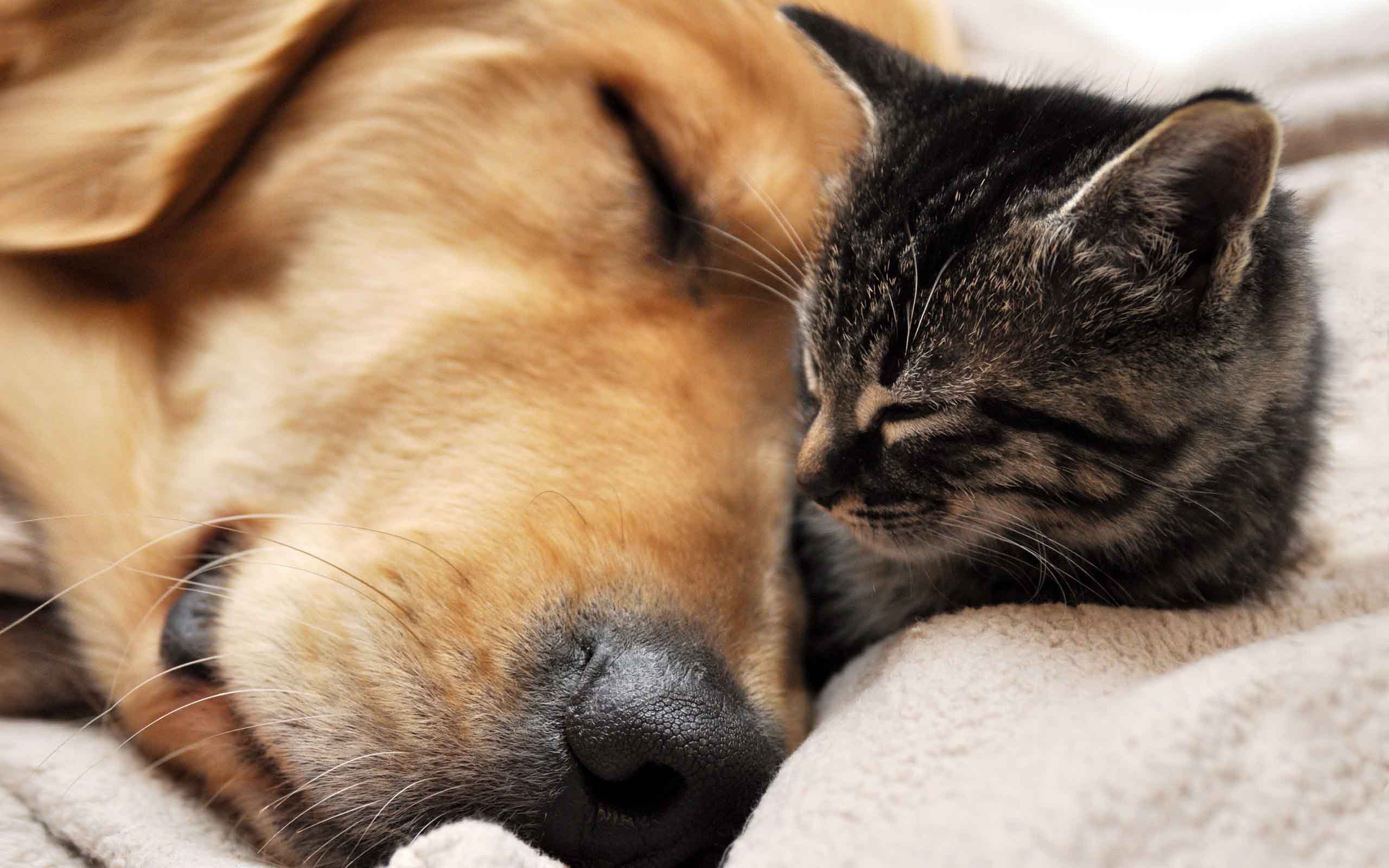 Cute Dog and Cat Wallpaper | PixelsTalk.Net