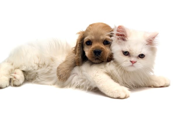 hd cats and dogs pics wallpaper.