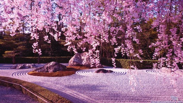 japanese cherry blossom garden wallpapers hd