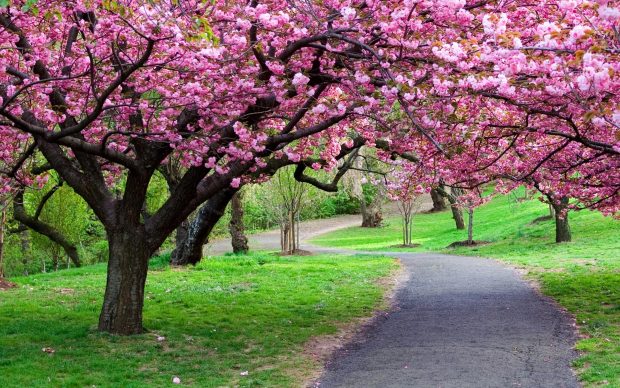 japanese cherry blossom road