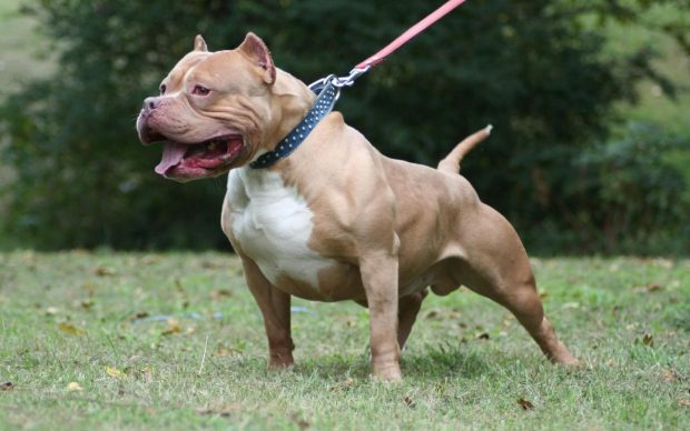 1920x1200 bully pitbull dog.