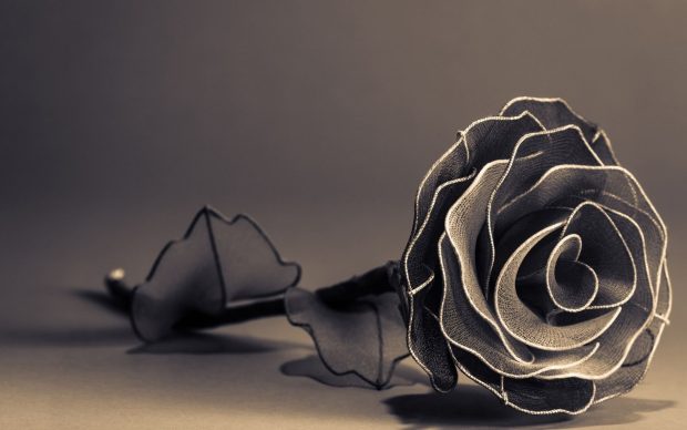 3D Black Rose HD Wallpapers.