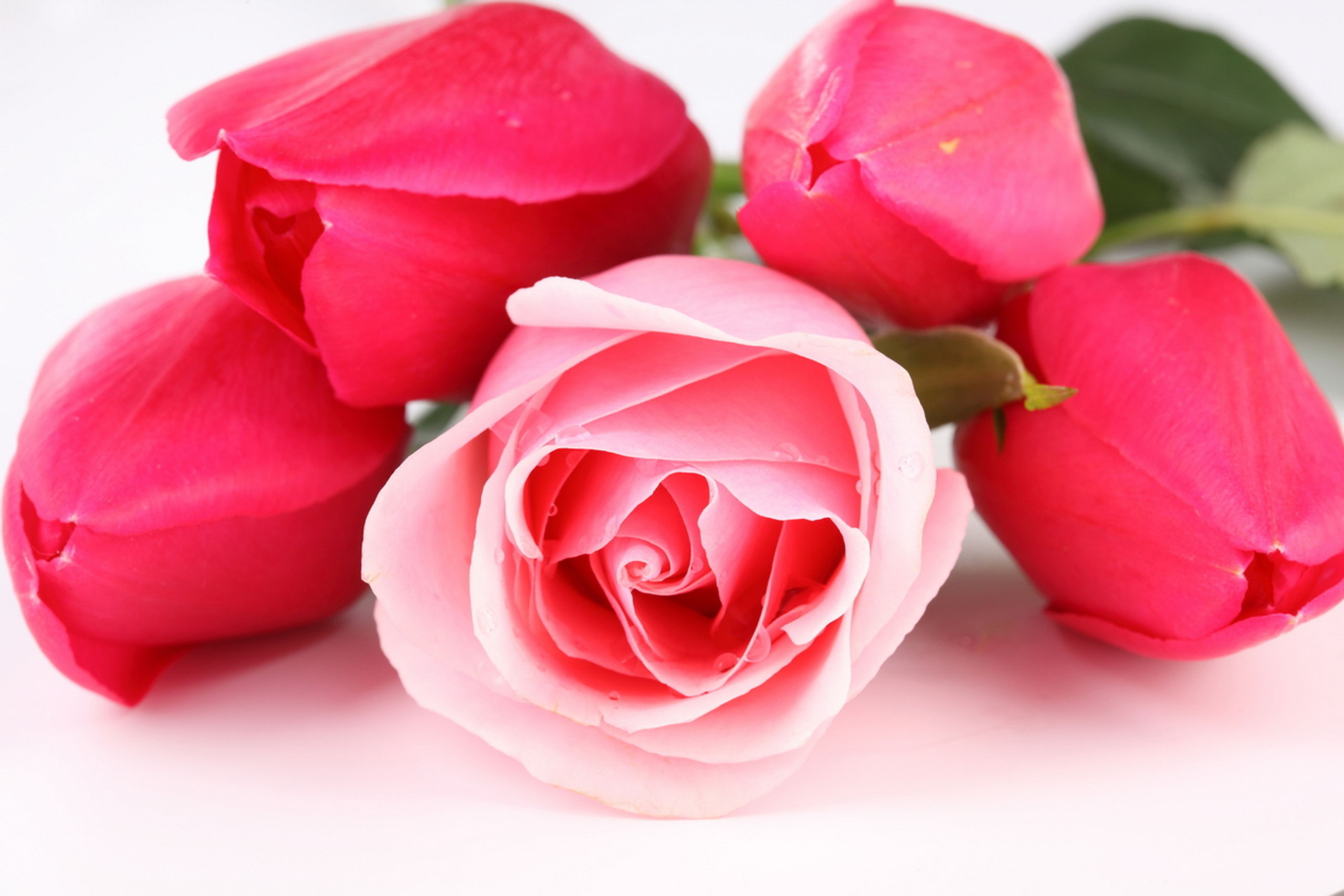 Pink Rose  Pictures download  free PixelsTalk Net