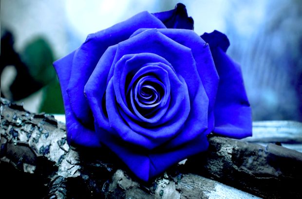 Amazing blue rose wallpaper free download.