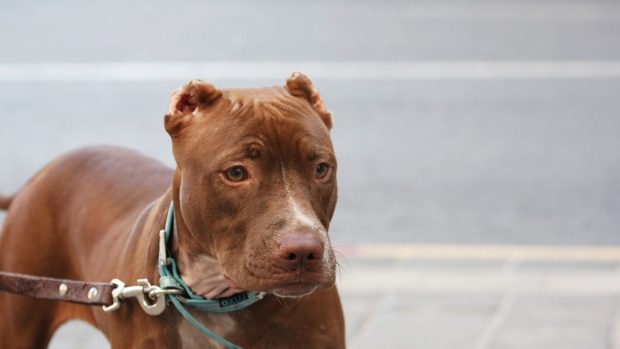 American pitbull muzzle leash dog collar.