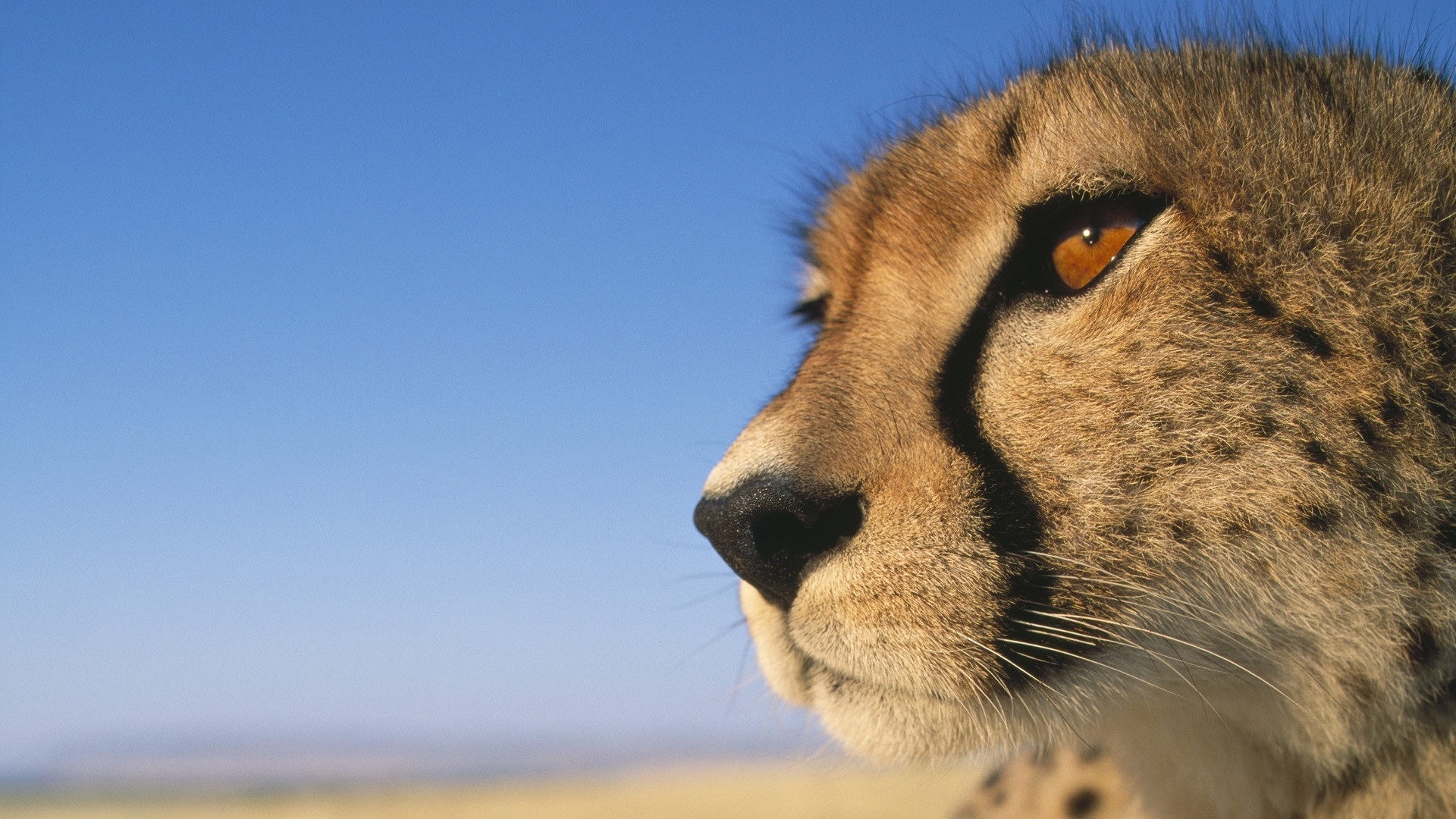 Animal download cheetah wallpapers HD.
