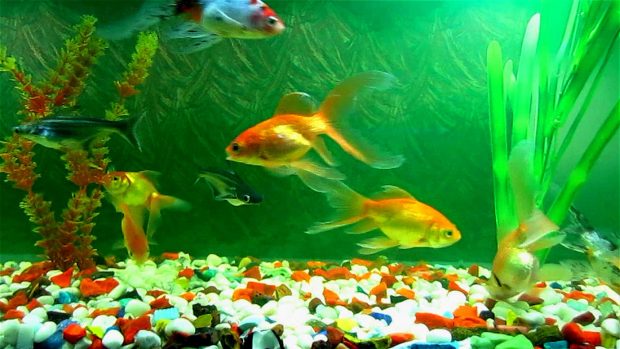 Aquarium Fish Tank Wallpaper  HD 1080p.
