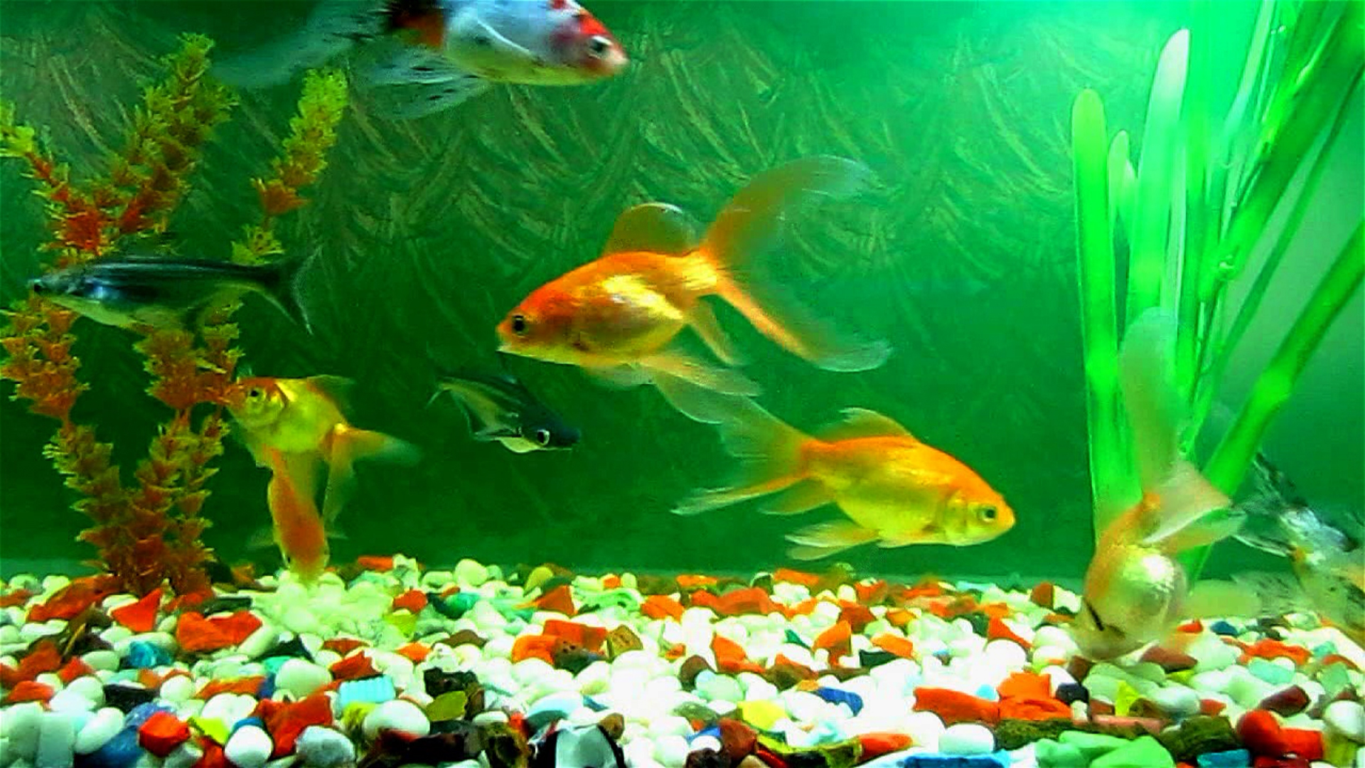 31 Fish iPhone Wallpapers  Wallpaperboat