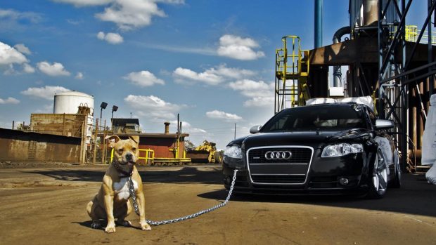 Audi pitbull.