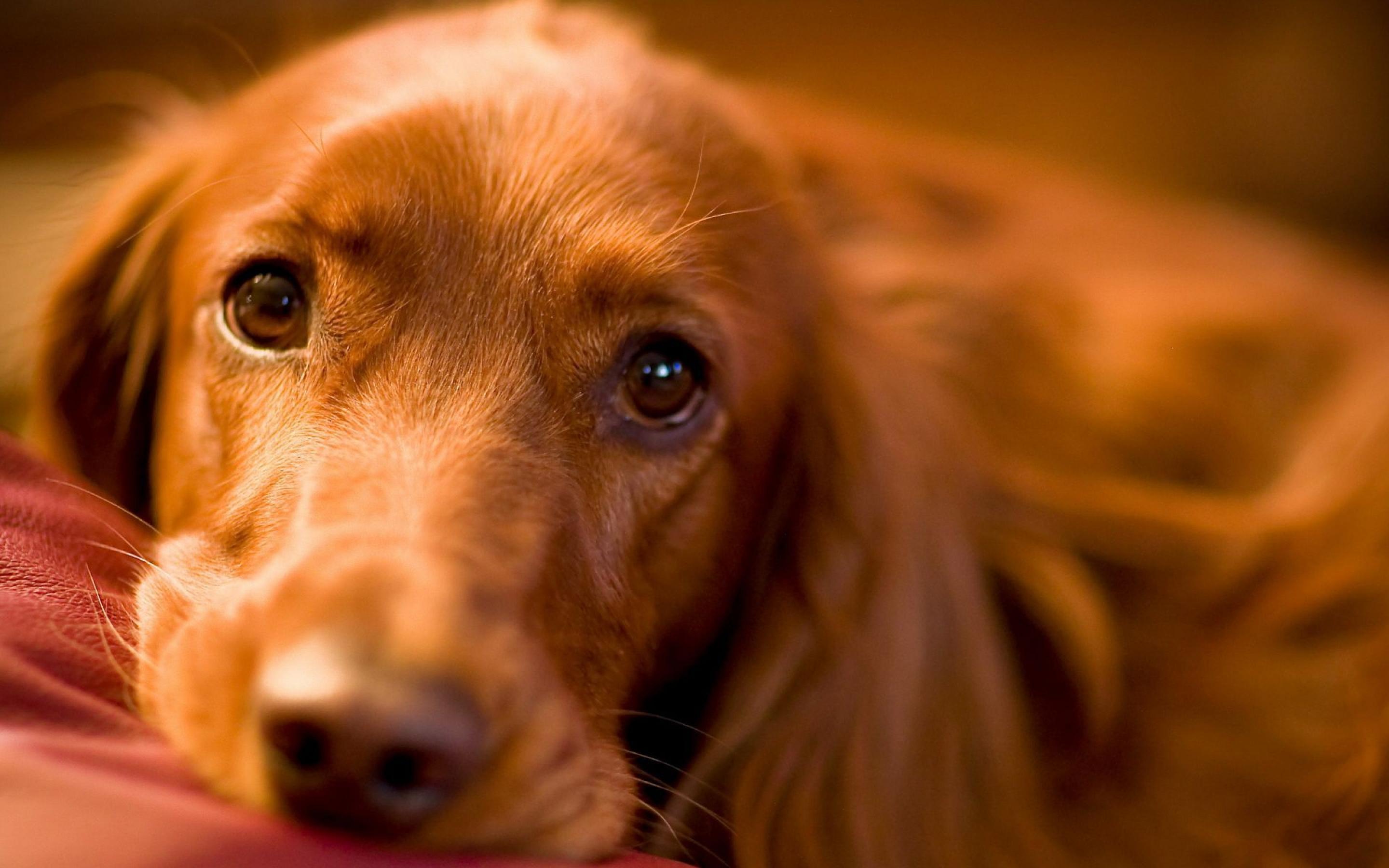 Dog Wallpapers HD