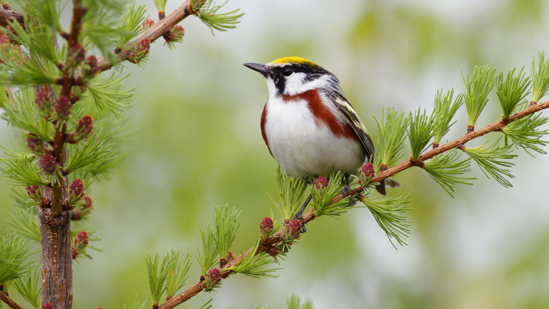 Bird Wallpapers HD | PixelsTalk.Net