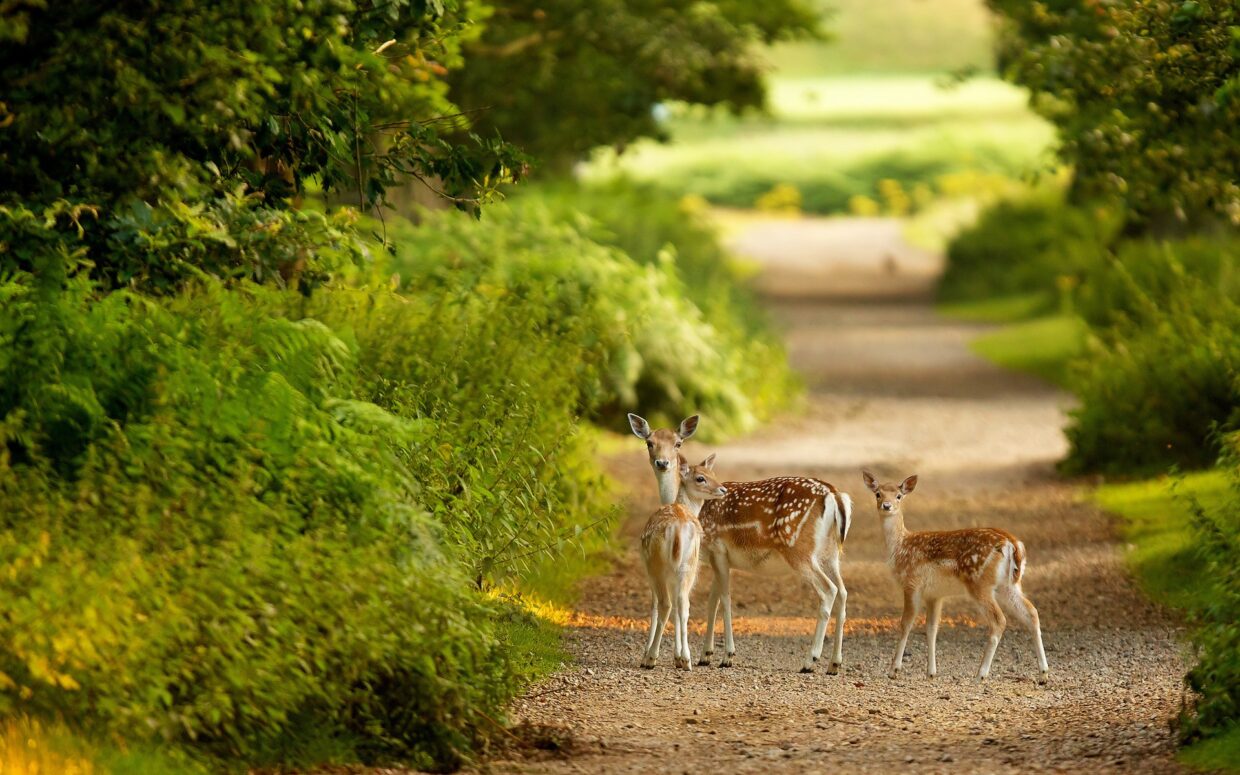 Deer Backgrounds - PixelsTalk