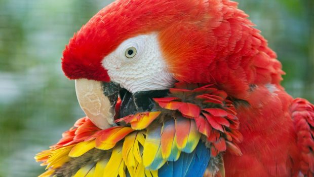 Beautiful Red Parrot Bird HD Wallpaper Backgrounds.
