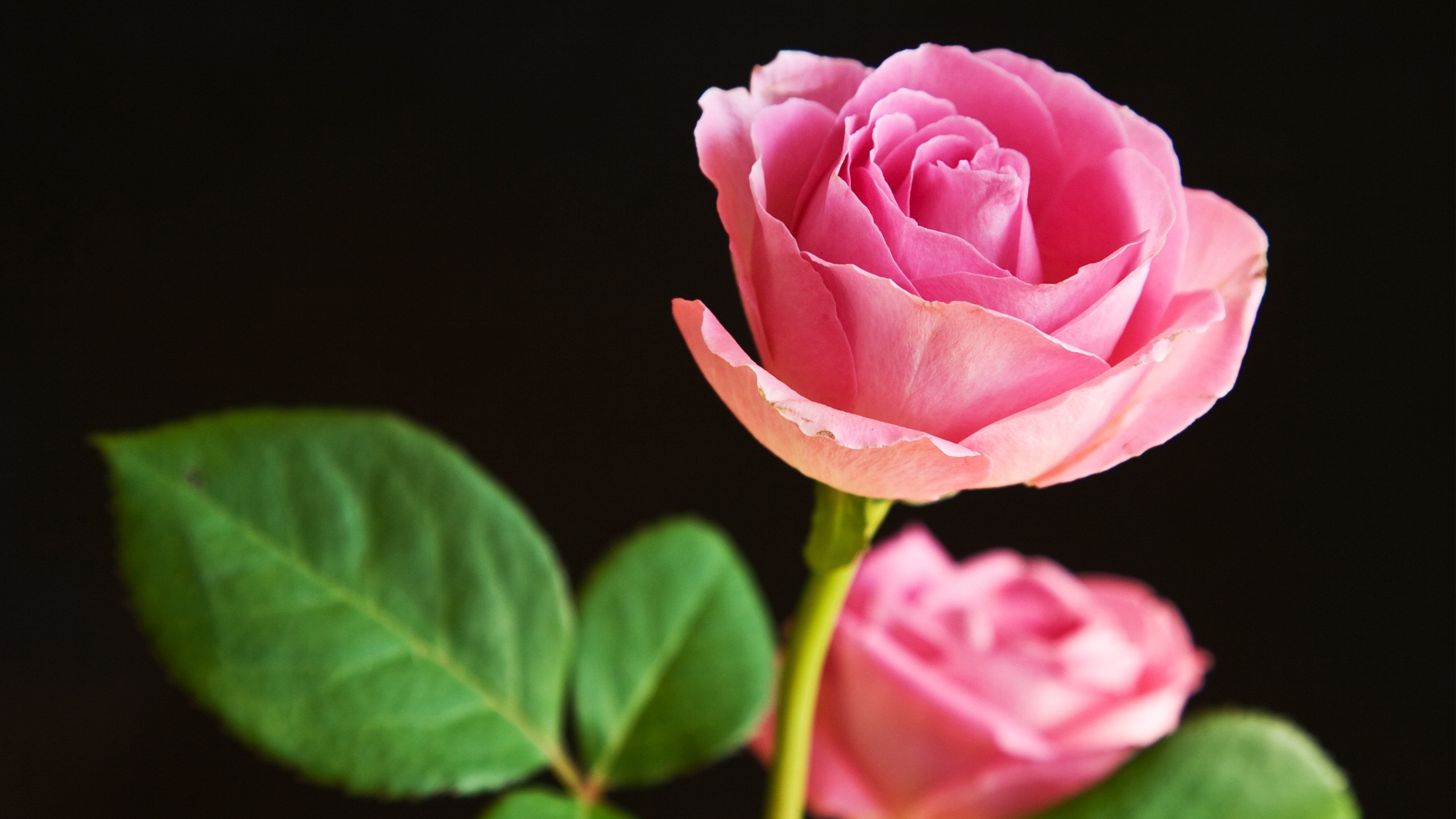 Pink Rose Flower Wallpaper (52+ images)