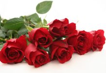 red  roses