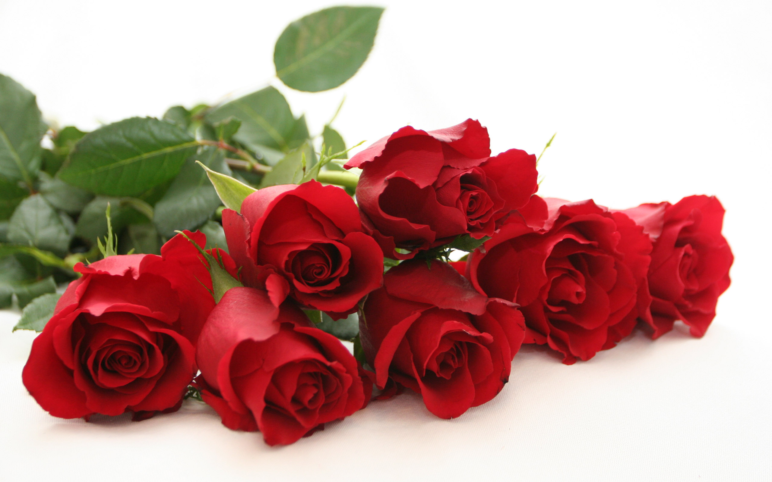 Red Roses  Flowers Wallpaper 34611286  Fanpop