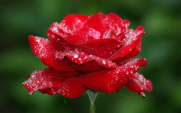 Beautiful Rose HD Wallpapers pictures.