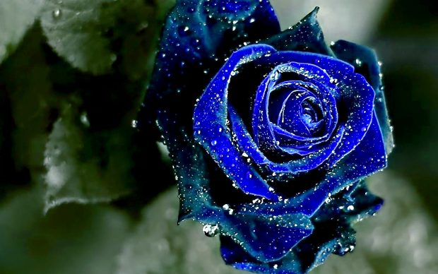 Beautiful blue rose with water droplets images pictures.