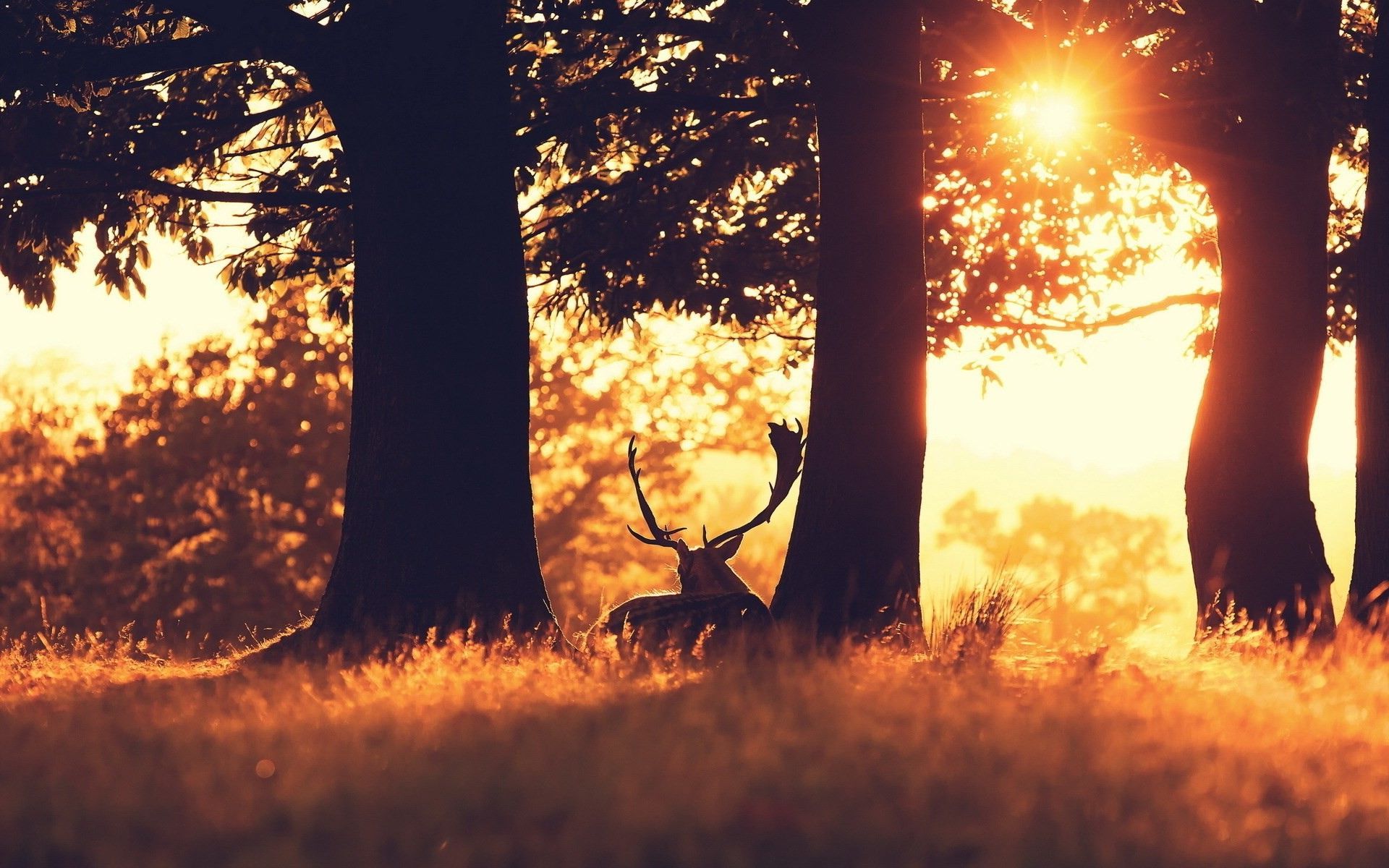 Beautiful deer wallpaper HD backgrounds download.