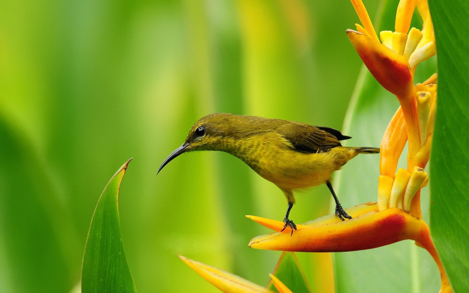 Bird Wallpapers HD | PixelsTalk.Net