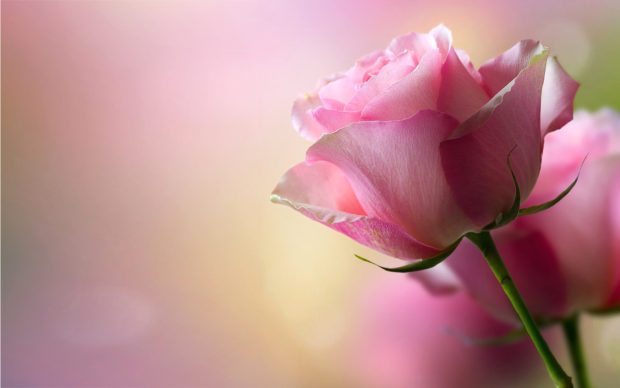 Beautiful pink rosebackgrounds pictures.